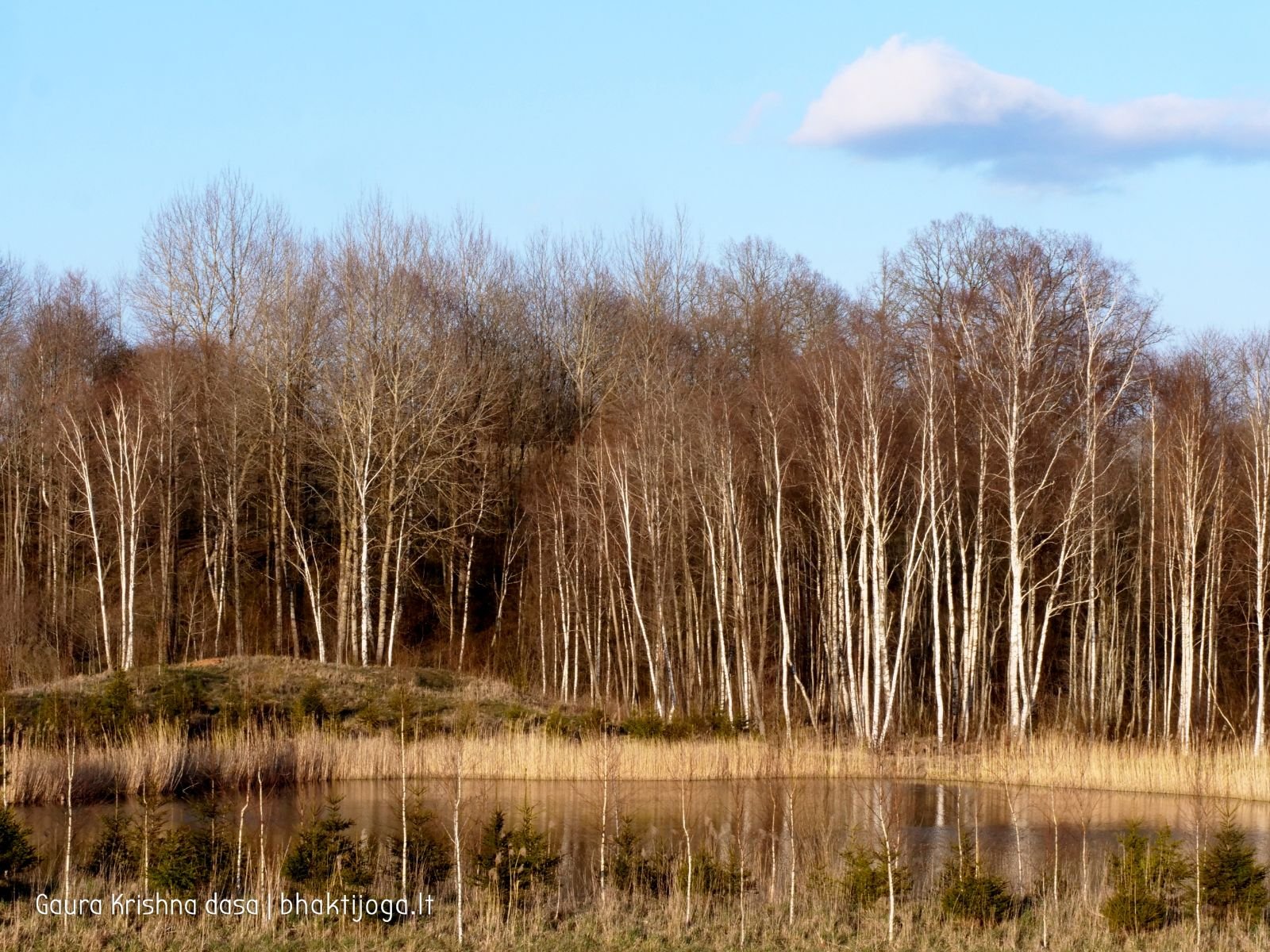 5 pavasari ismintinga gamta stiebiasi maksimaliai i virsu sakalu  kaimas 2020 04 19